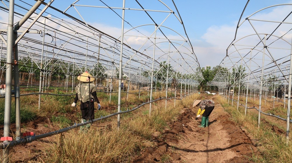 Diện tích đất 5 hecta được được thuê lại từ HTX Đan Phượng được  HTX Rau hữu cơ công nghệ cao Cuối Quý đầu tư xây dựng hệ thống nhà tưới trồng rau an toàn 