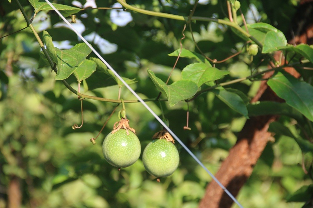 Mô hình trồng chanh dây vàng mang lại năng suất cao tại các HTX Đan Phượng.