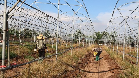 htx dan phuong voi mo hinh lien ket cho thue dat va tu lieu san xuat phat trien san xuat tap trung