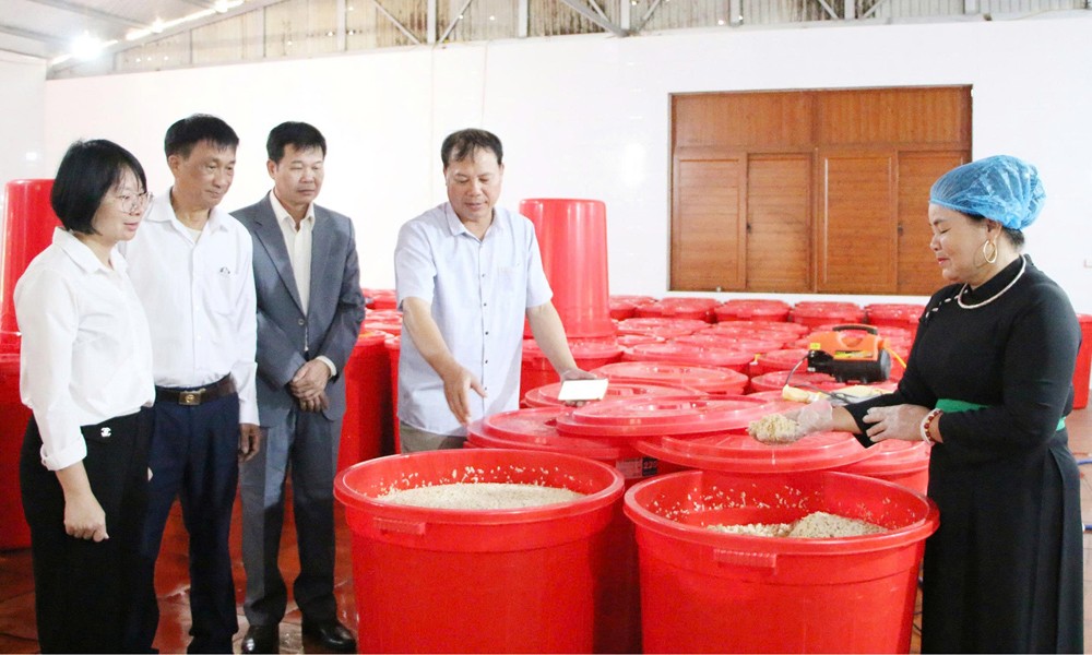 Cơ sở sản xuất rượu men lá của Hợp tác xã Dịch vụ thương mại An Lập. Ảnh: Hải Vân