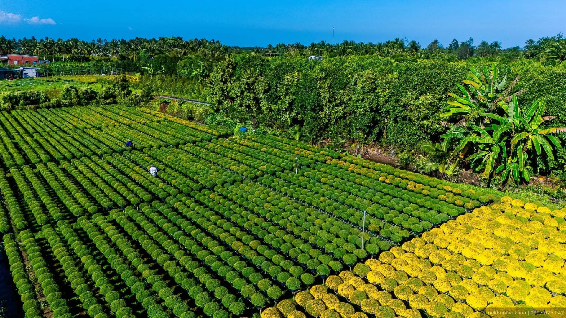 Nghề trồng hoa kiểng Sa Đéc được ghi danh Di sản văn hóa phi vật thể quốc gia