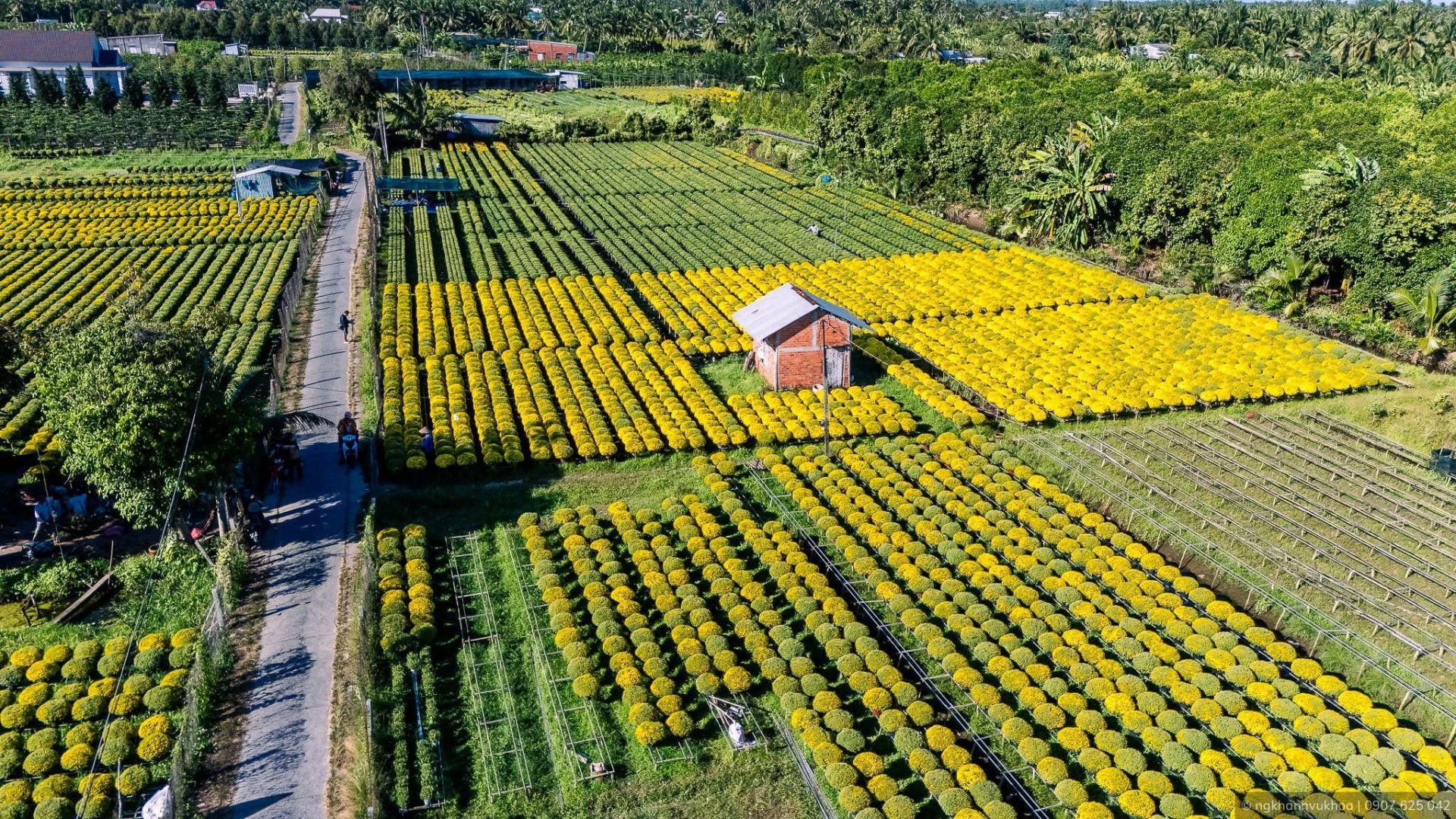 Nghề trồng hoa kiểng Sa Đéc được ghi danh Di sản văn hóa phi vật thể quốc gia
