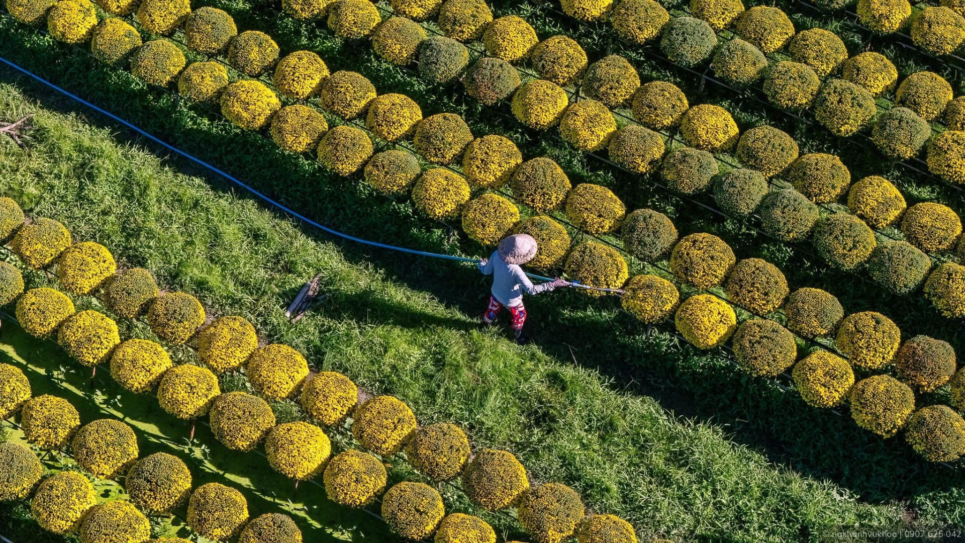 Nghề trồng hoa kiểng Sa Đéc được ghi danh Di sản văn hóa phi vật thể quốc gia