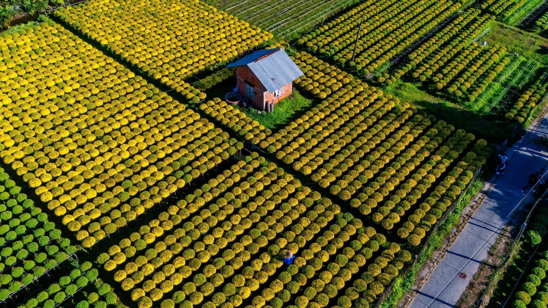 Nghề trồng hoa kiểng Sa Đéc được ghi danh Di sản văn hóa phi vật thể quốc gia