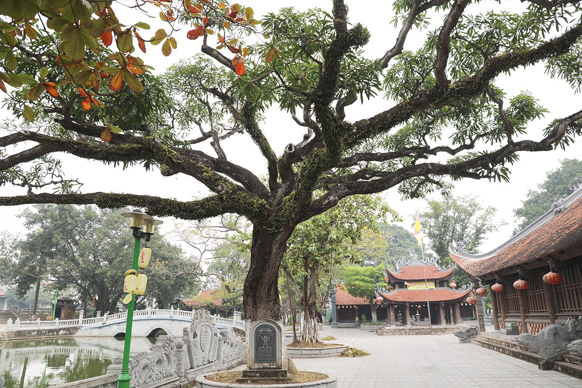 Vẻ đẹp cổ kính đình Đồng Kỵ