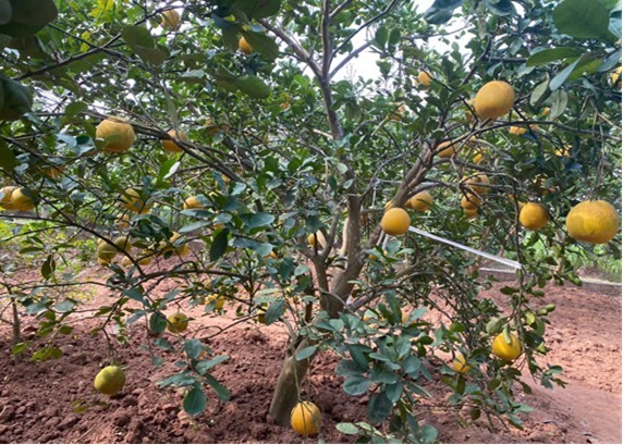 Nhiều mô hình phát triển kinh tế cho hiệu quả cao