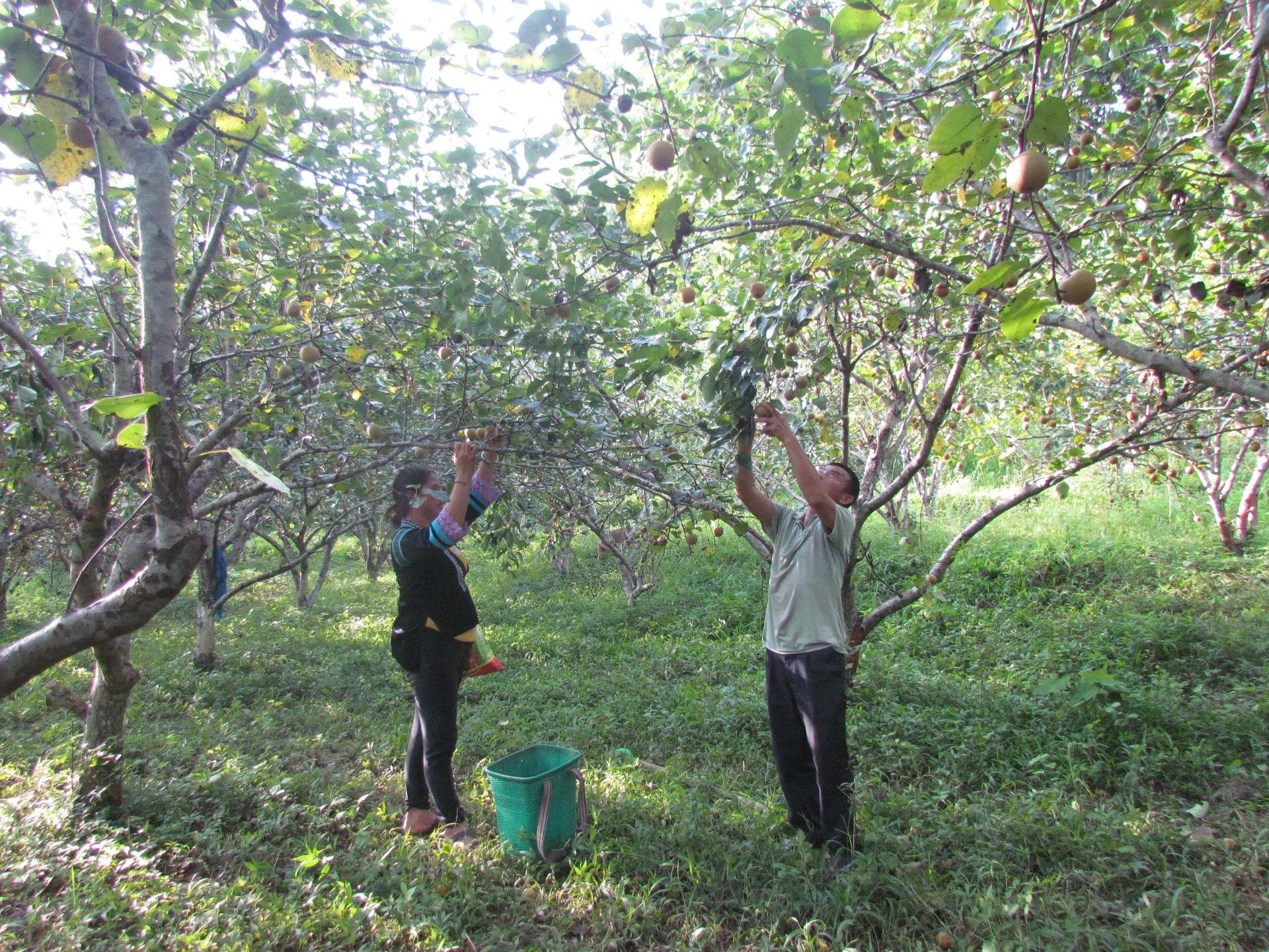 Dào San đổi thay từ nội lực và quyết tâm xây dựng nông thôn mới