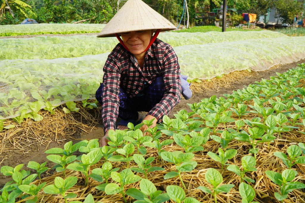 Nông dân tất bật sản xuất phục vụ mùa Tết