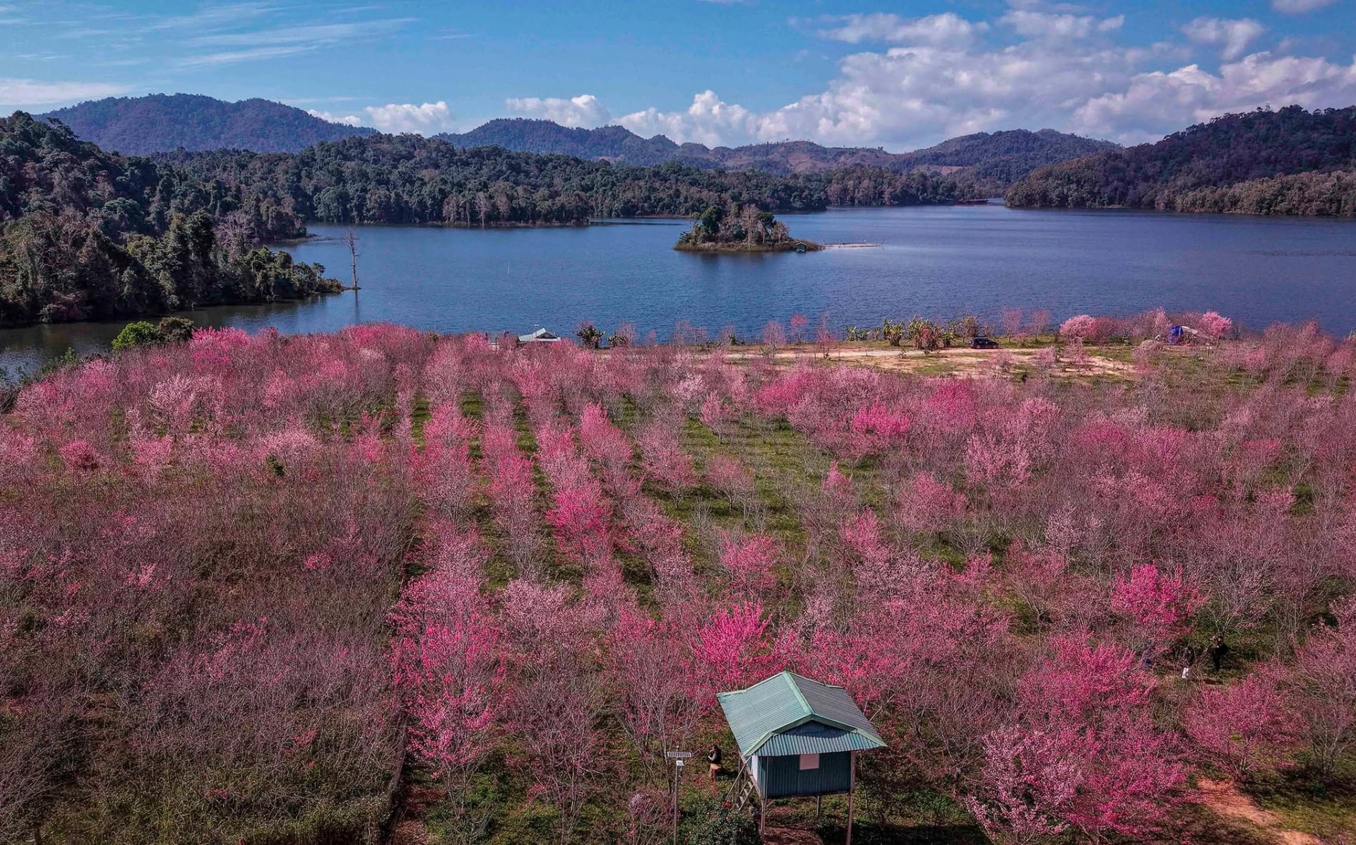 Ngắm hoa anh đào khoe sắc trên Đảo hoa ở Điện Biên Phủ Ngắm hoa anh đào khoe sắc trên Đảo hoa ở Điện Biên Phủ