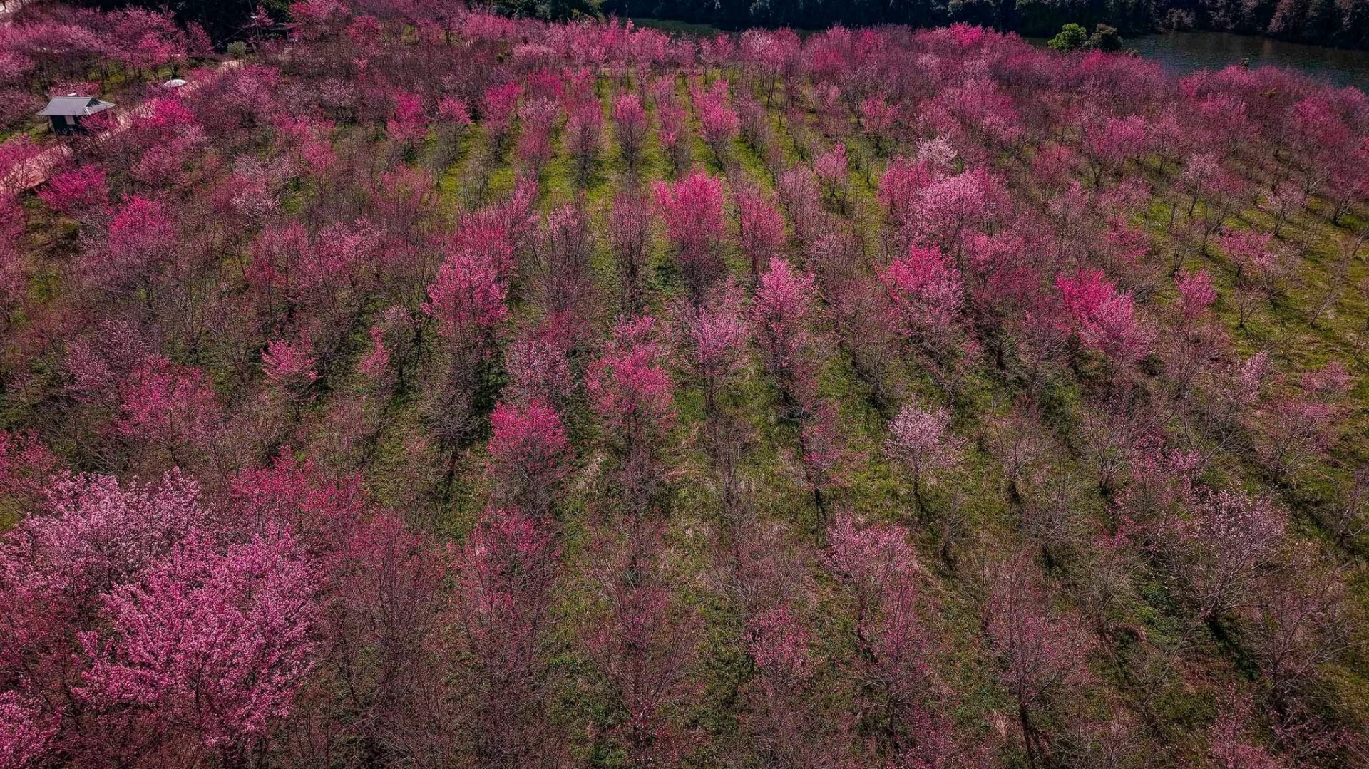 Ngắm hoa anh đào khoe sắc trên Đảo hoa ở Điện Biên Phủ Ngắm hoa anh đào khoe sắc trên Đảo hoa ở Điện Biên Phủ