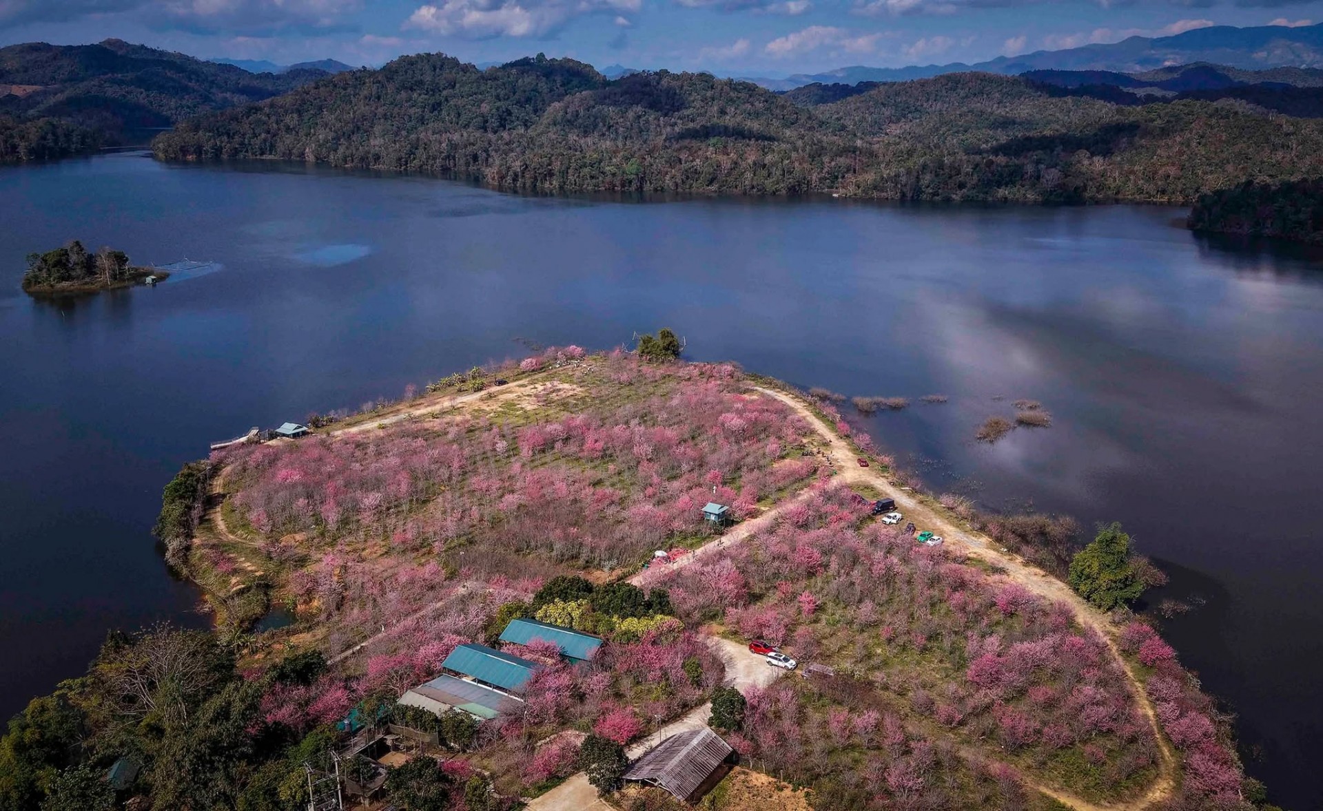 Ngắm hoa anh đào khoe sắc trên Đảo hoa ở Điện Biên Phủ Ngắm hoa anh đào khoe sắc trên Đảo hoa ở Điện Biên Phủ