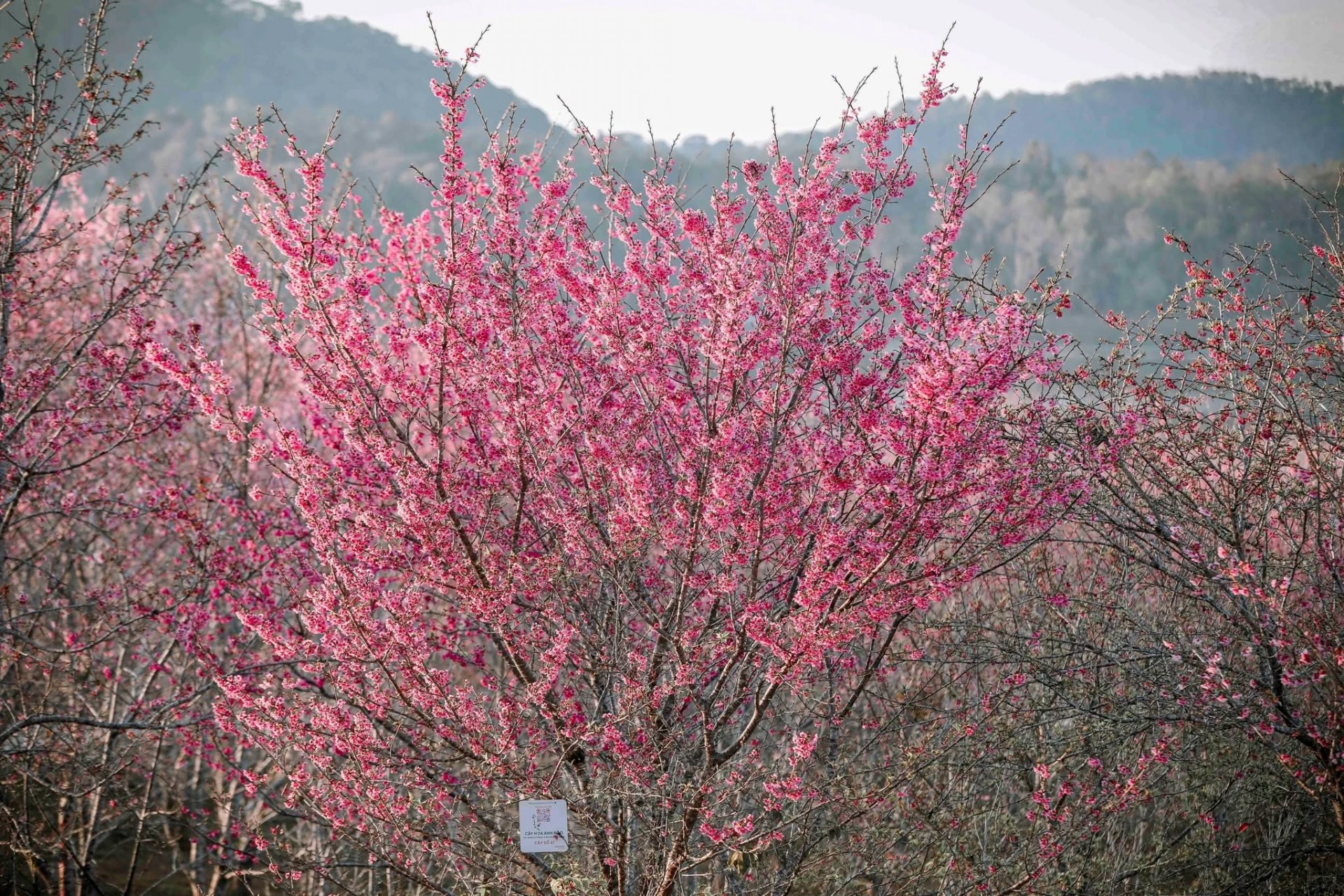 Ngắm hoa anh đào khoe sắc trên Đảo hoa ở Điện Biên Phủ Ngắm hoa anh đào khoe sắc trên Đảo hoa ở Điện Biên Phủ