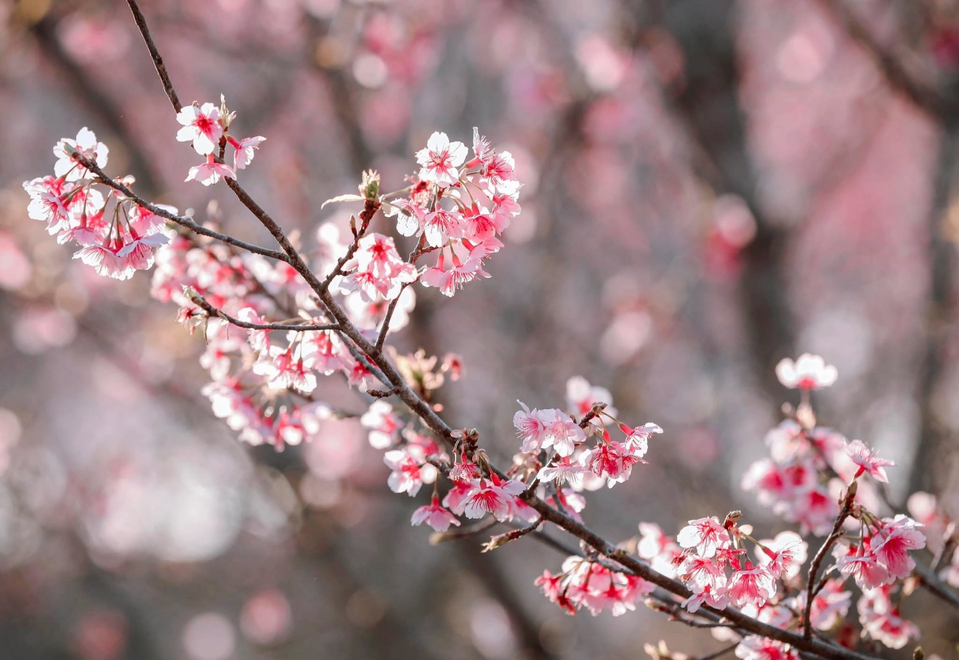 Ngắm hoa anh đào khoe sắc trên Đảo hoa ở Điện Biên Phủ Ngắm hoa anh đào khoe sắc trên Đảo hoa ở Điện Biên Phủ