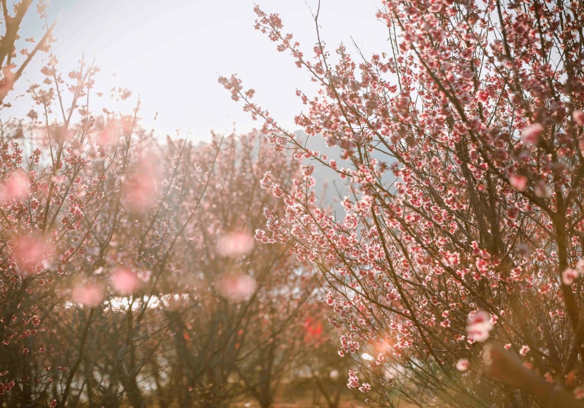 Ngắm hoa anh đào khoe sắc trên Đảo hoa ở Điện Biên Phủ Ngắm hoa anh đào khoe sắc trên Đảo hoa ở Điện Biên Phủ