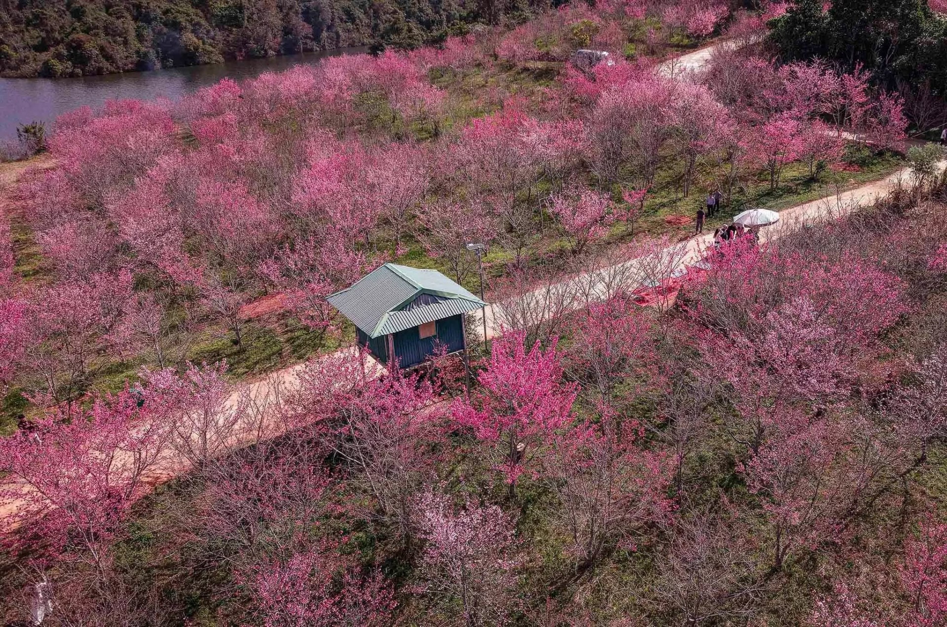 Ngắm hoa anh đào khoe sắc trên Đảo hoa ở Điện Biên Phủ Ngắm hoa anh đào khoe sắc trên Đảo hoa ở Điện Biên Phủ