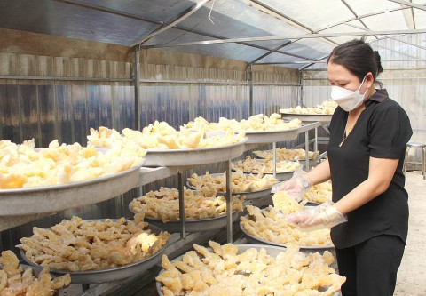 giu lua nghe truyen thong trong mua san xuat tet