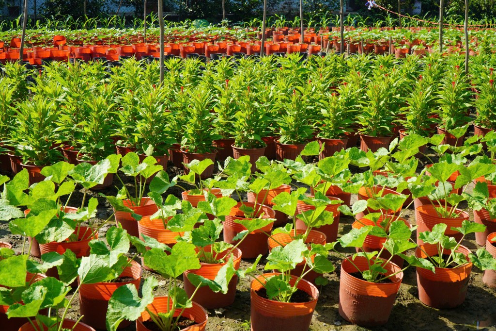 Nông dân tất bật sản xuất phục vụ mùa Tết