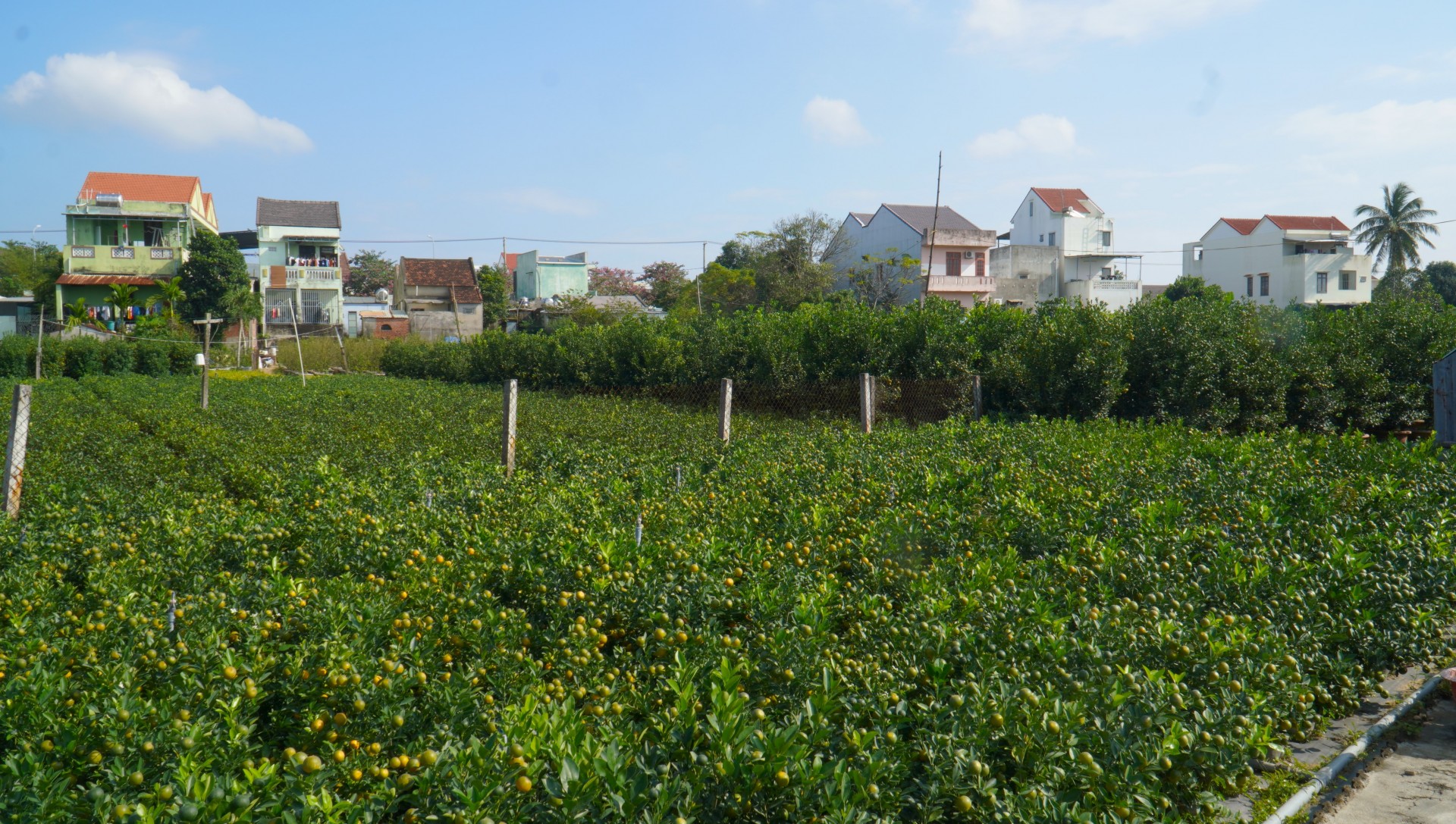 Làng quất Hội An Tây vào mùa thu hoạch Tết