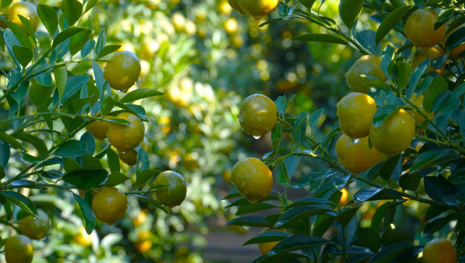 Quả quất căng tròn, chín đều.