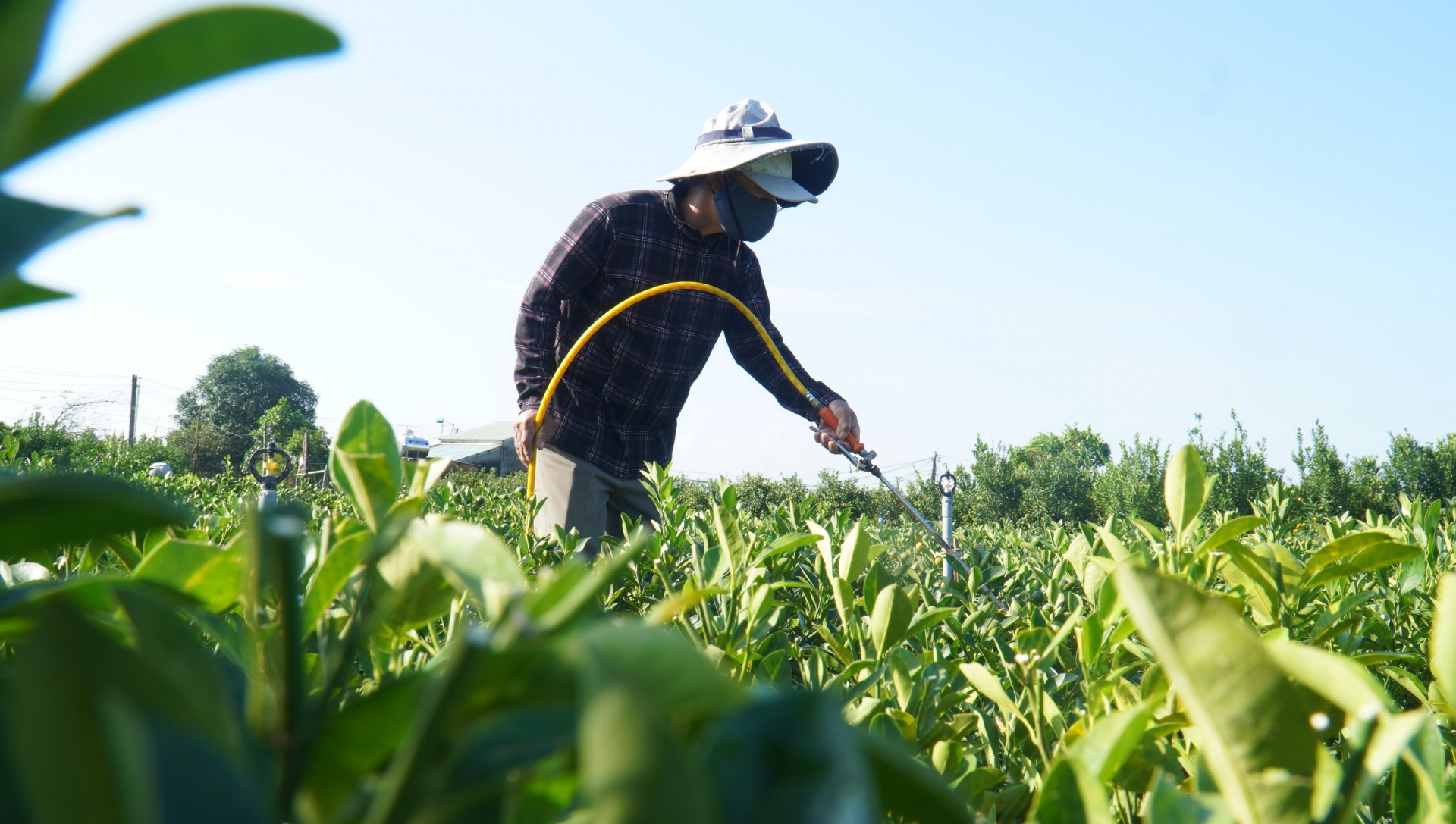 Nông dân phường Hội An Tây tất bật chăm sóc quất cảnh phục vụ Tết Nguyên đán.