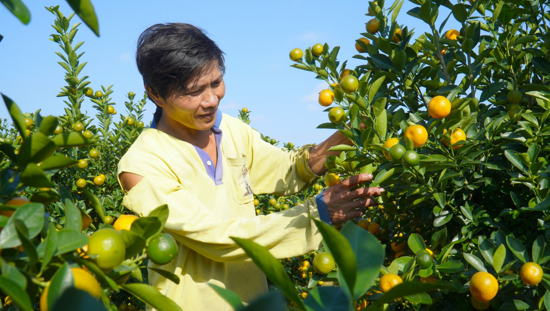 Những chậu quất cỡ lớn được chăm sóc kỹ lưỡng để xuất bán đúng dịp Tết.