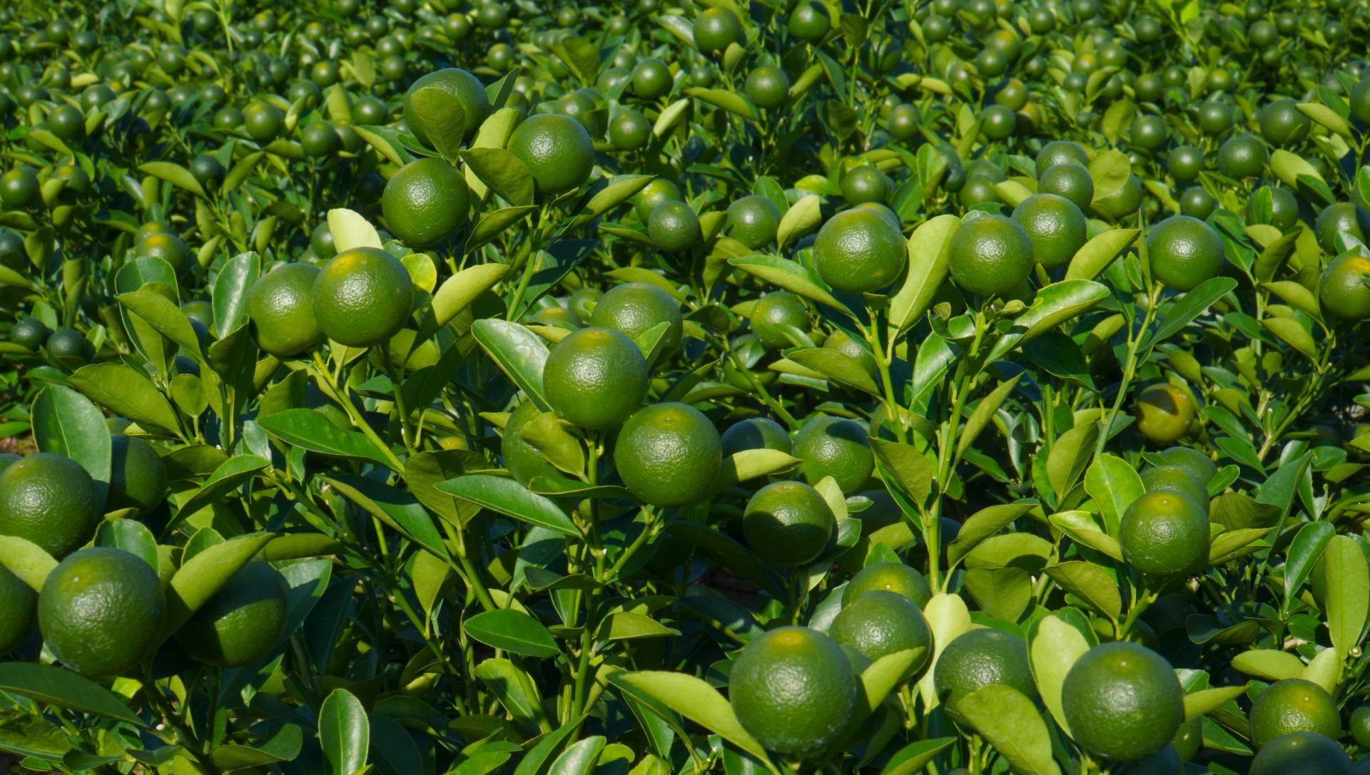 Quất cảnh vào thời điểm chăm sóc, giữ quả và màu sắc trước ngày xuất bán.