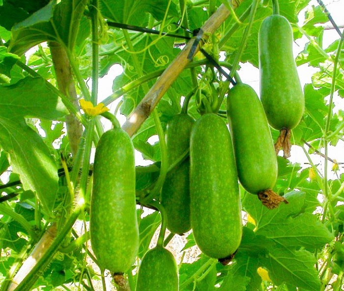 Trồng thử nghiệm bí xanh thơm mang lại hiệu quả kinh tế tại Bát Xát