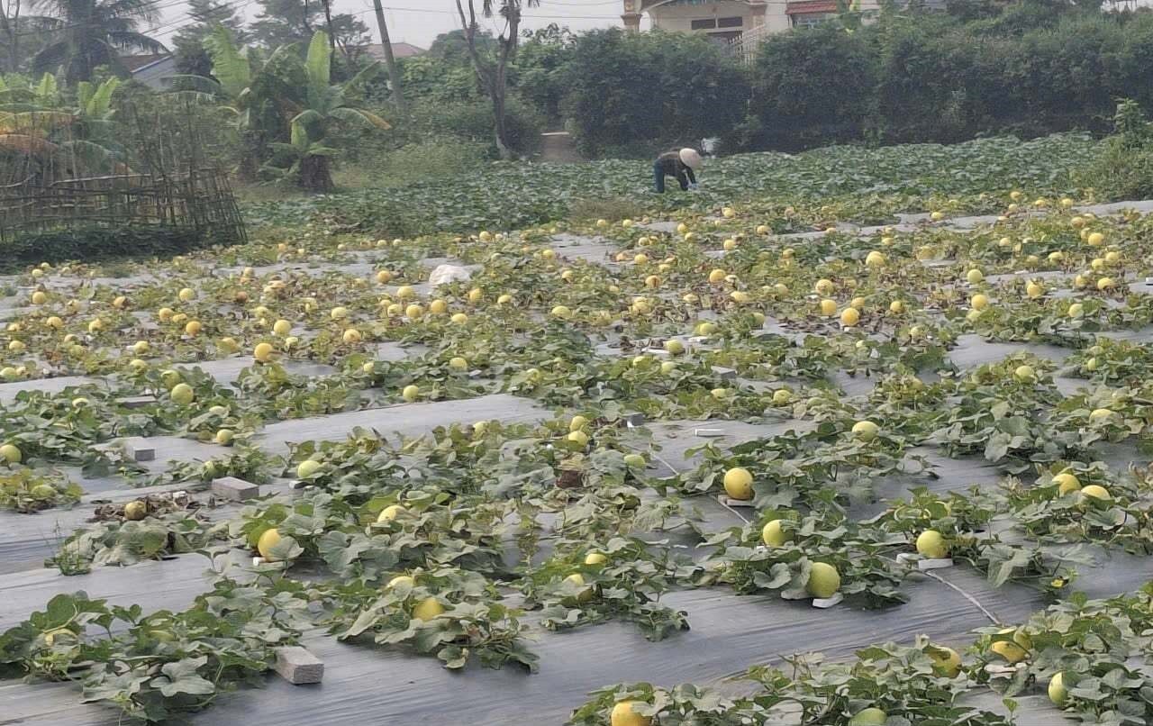 Cánh đồng dưa vàng của bà con nông dân thôn Giang Khẩu, xã Quyết Thắng chuẩn bị vào mùa thu hoạch. Cánh đồng dưa vàng của bà con nông dân thôn Giang Khẩu, xã Quyết Thắng chuẩn bị vào mùa thu hoạch.