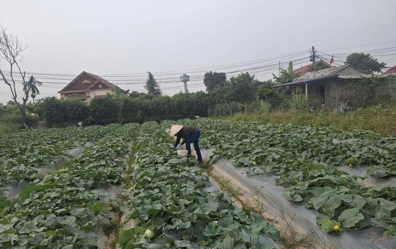 Bà con nông dân chăm bón, áp dụng kỹ thuật nhằm mang lại hiệu quả cao nhất cho cây dưa vàng. Bà con nông dân chăm bón, áp dụng kỹ thuật nhằm mang lại hiệu quả cao nhất cho cây dưa vàng.