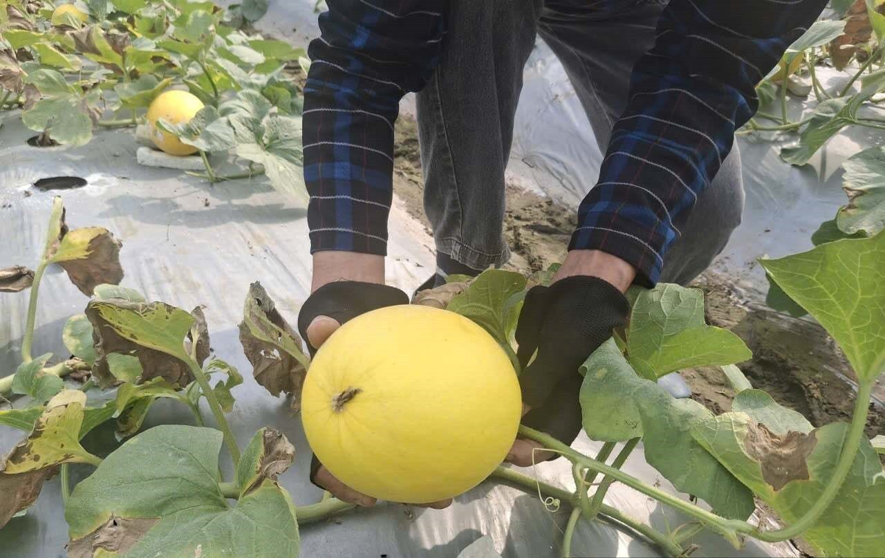 Nông dân Quyết Thắng vào mùa dưa vàng Nông dân Quyết Thắng vào mùa dưa vàng