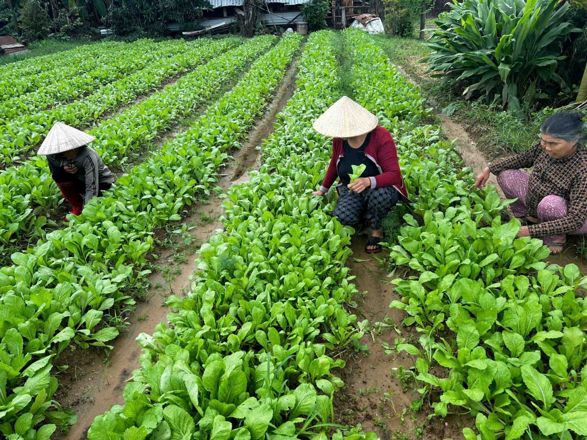 Gia Lai: Làng rau Thuận Nghĩa Tây Sơn - vùng đất hội tụ lợi thế tự nhiên và không gian văn hóa du lịch đặc sắc