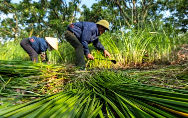 Chuyện những người giữ nghề chiếu cói ở Hà Đông Chuyện những người giữ nghề chiếu cói ở Hà Đông