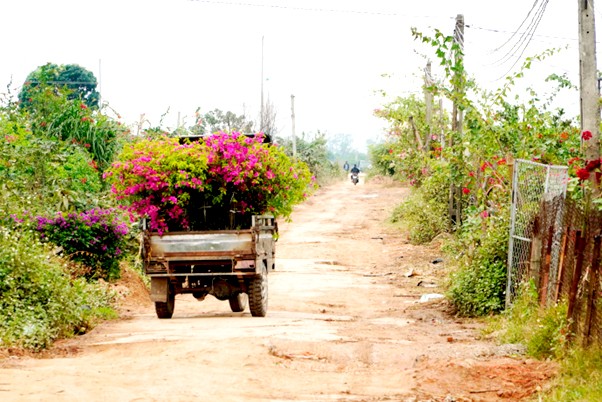 Hoa giấy có nhiều màu sắc như hồng, tím, đỏ, trắng, vàng... mang đến vẻ đẹp tươi mới cho không gian Hoa giấy có nhiều màu sắc như hồng, tím, đỏ, trắng, vàng... mang đến vẻ đẹp tươi mới cho không gian