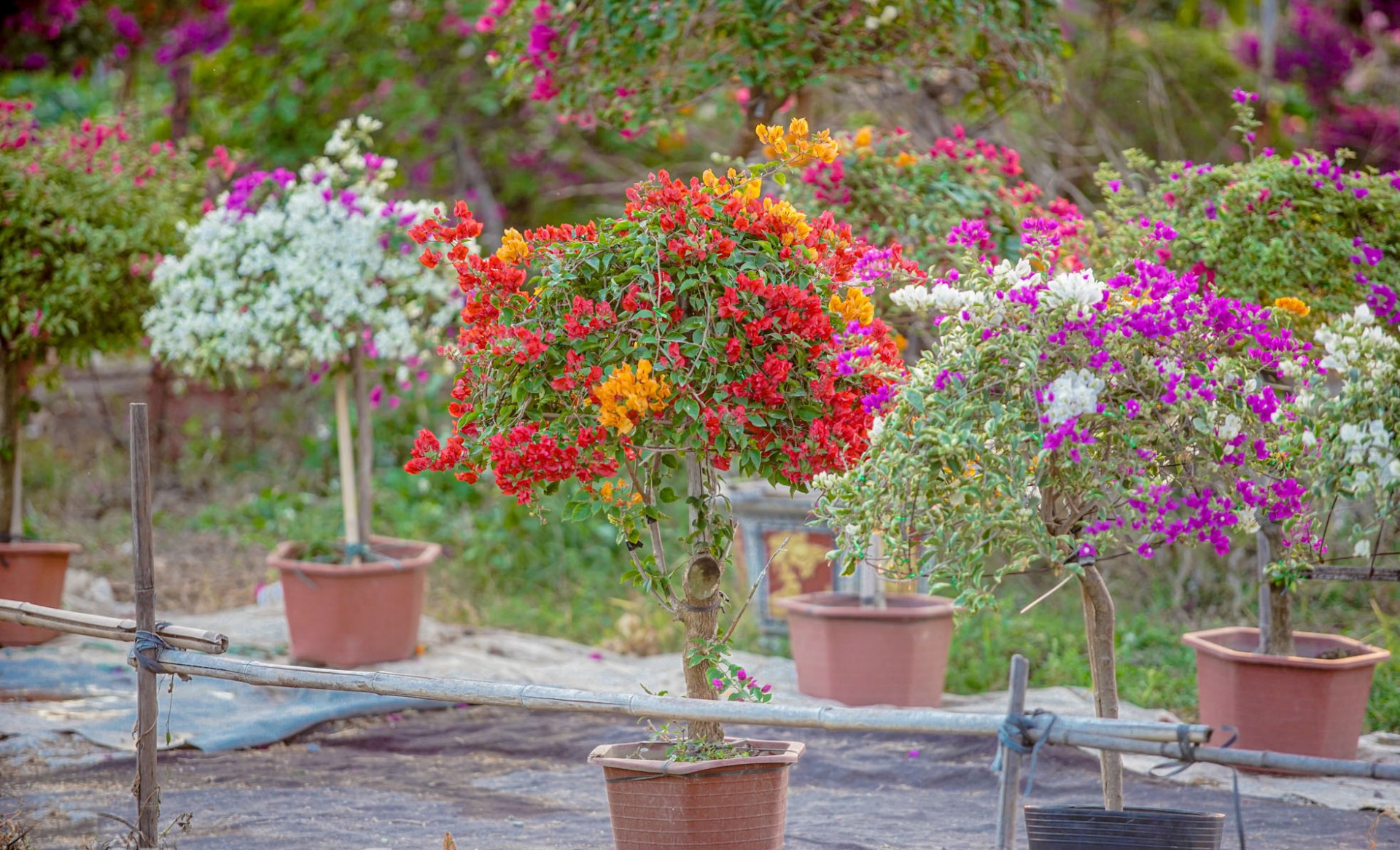 Nhiều năm trở lại đây, Phù Đổng trở thành thủ phủ hoa giấy của đất Bắc. Ảnh: Trường Hùng Nhiều năm trở lại đây, Phù Đổng trở thành thủ phủ hoa giấy của đất Bắc. Ảnh: Trường Hùng