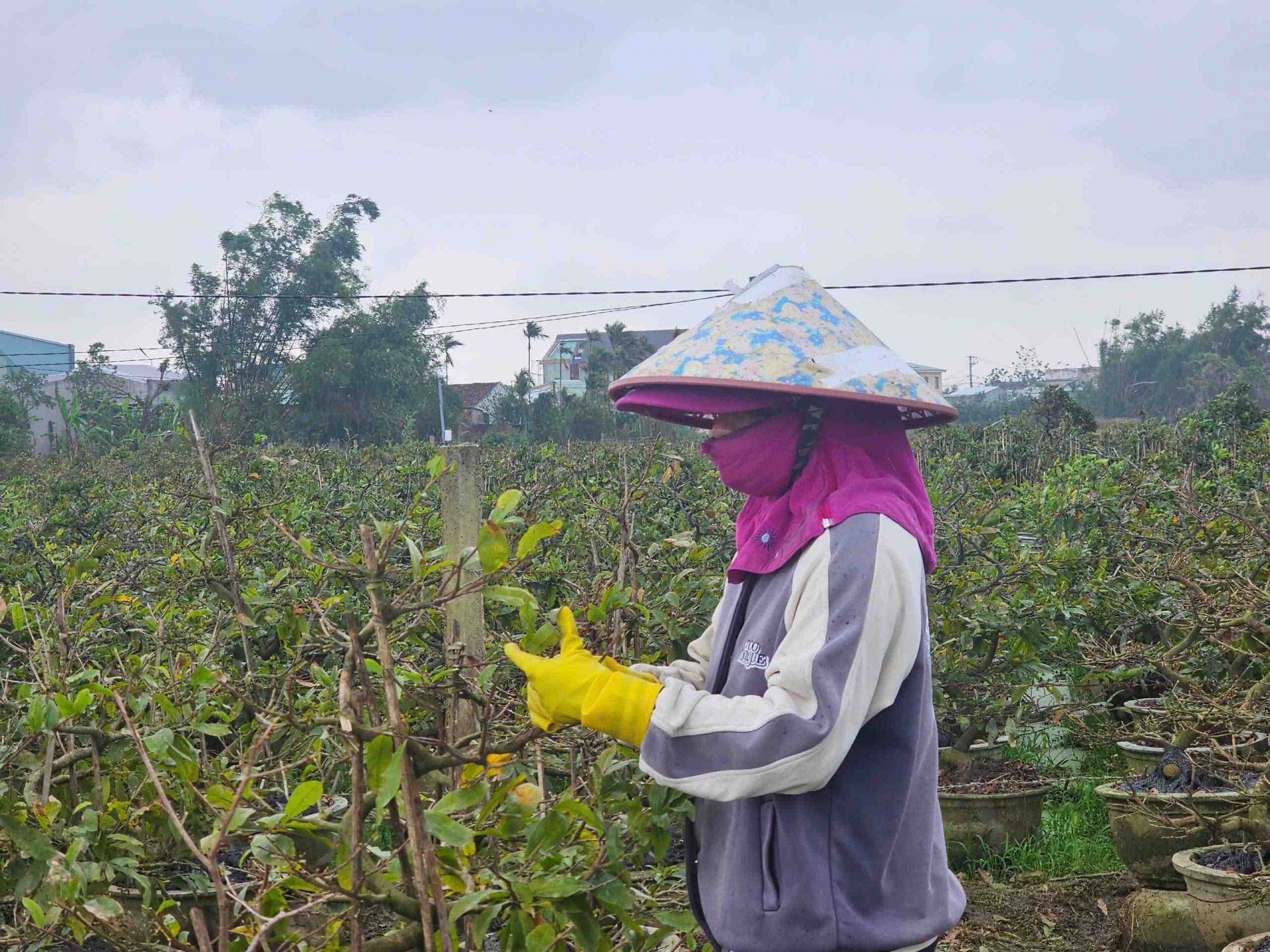 Gia Lai: Chính quyền An Nhơn Bắc đồng hành cùng người trồng mai vào vụ Tết