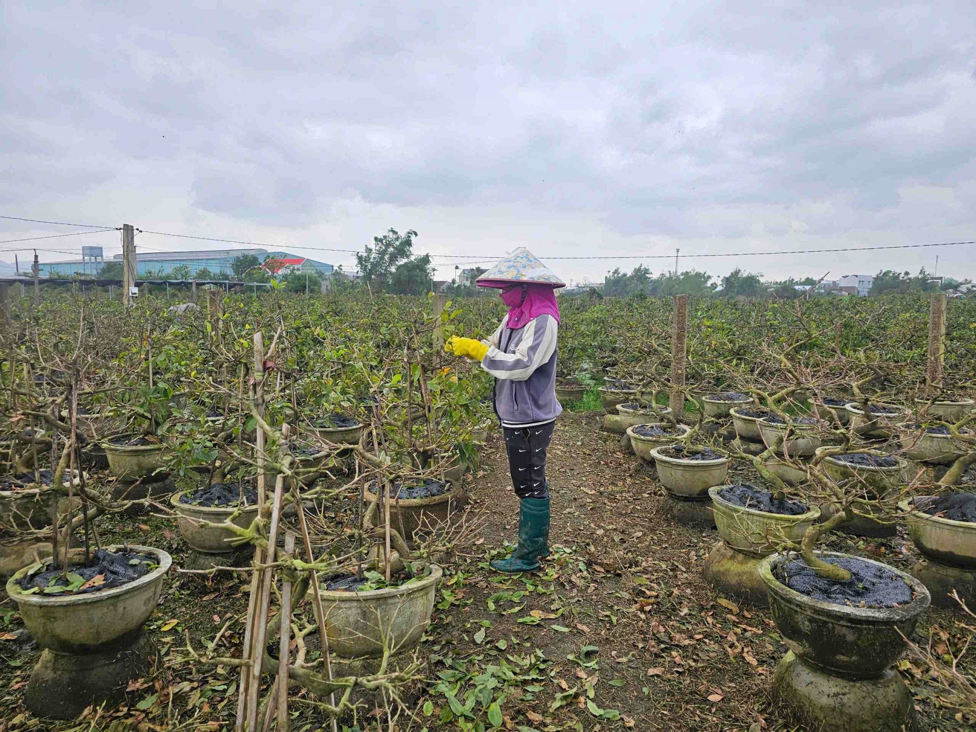 Gia Lai: Chính quyền An Nhơn Bắc đồng hành cùng người trồng mai vào vụ Tết
