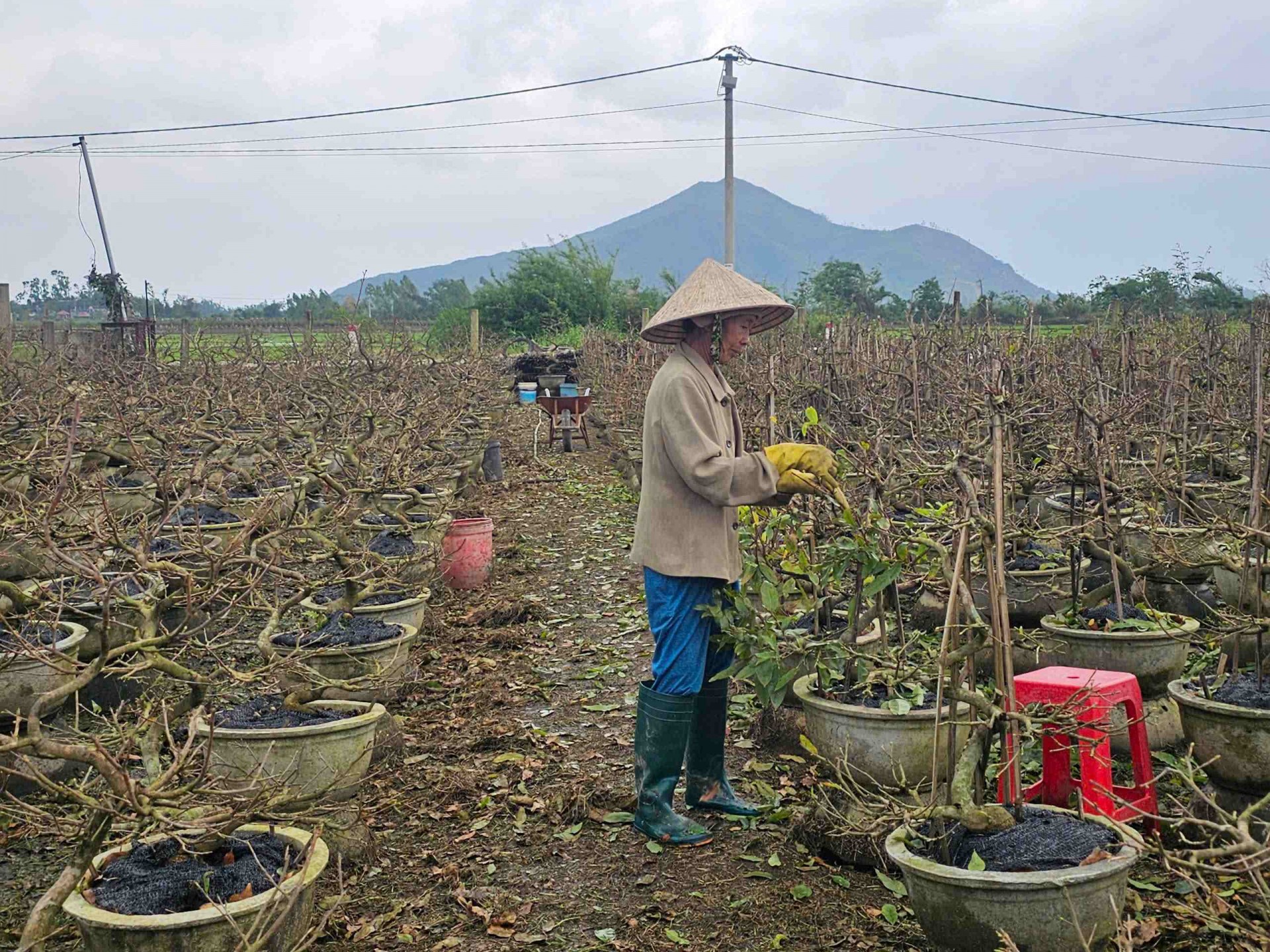 Gia Lai: Chính quyền An Nhơn Bắc đồng hành cùng người trồng mai vào vụ Tết