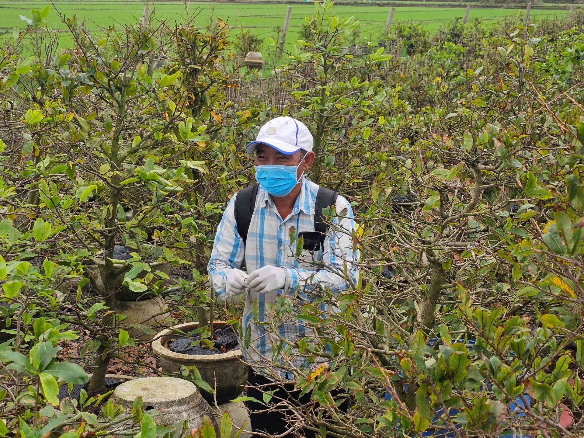 Gia Lai: Chính quyền An Nhơn Bắc đồng hành cùng người trồng mai vào vụ Tết