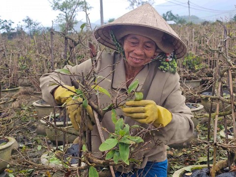 gia lai chinh quyen an nhon bac dong hanh cung nguoi trong mai vao vu tet