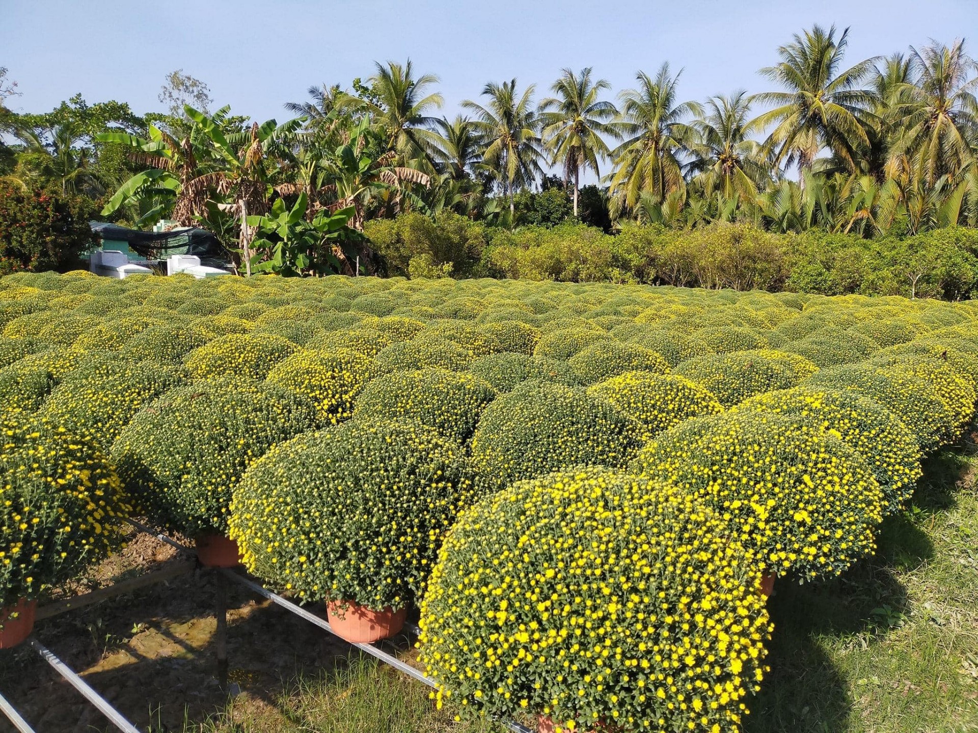 Một vài vườn hoa đã có thương lái đến chọn mua