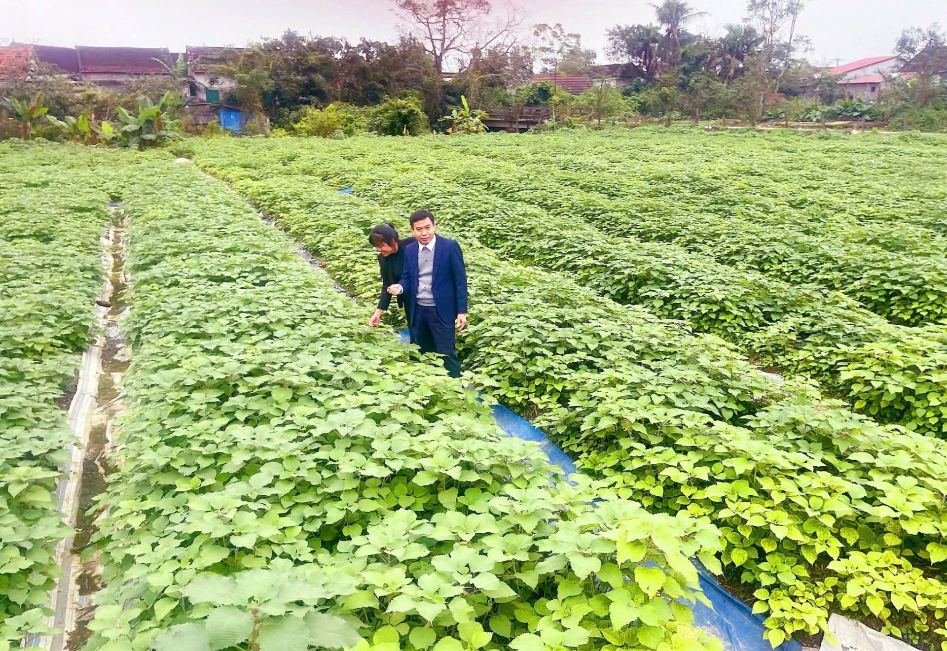 Hội Nông dân tỉnh Hà Tĩnh kiểm tra thực tế vườn trồng lá gai thôn Hùng Dũng, xã Đức Thọ, động viên hội viên nông dân phát triển sản xuất bền vững