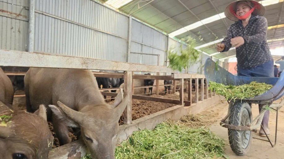 Công tác khuyến nông hỗ trợ tích cực người chăn nuôi ở tỉnh Phú Thọ. Ảnh: Bảo Khang.