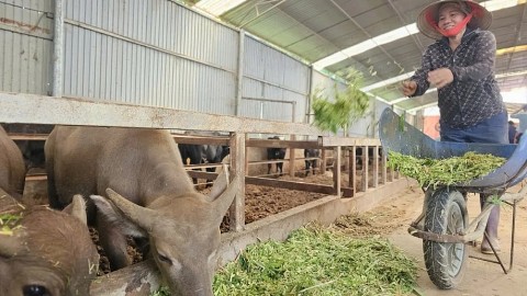 phu tho ban hanh quy che phoi hop thuc hien cong tac khuyen nong