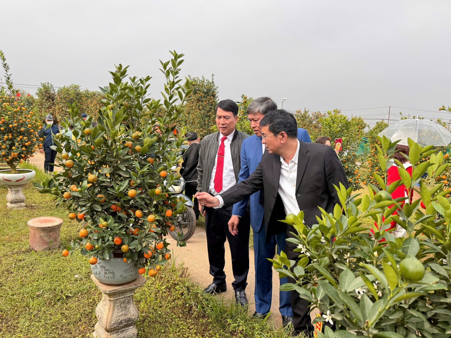 Tinh hoa nghệ thuật quất cảnh Tứ Liên – Gìn giữ truyền thống, lan tỏa giá trị làng nghề Thủ đô