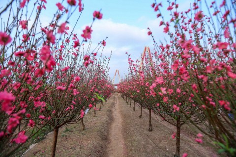 khai mac le hoi dao nhat tan sac xuan hong ha nam 2026