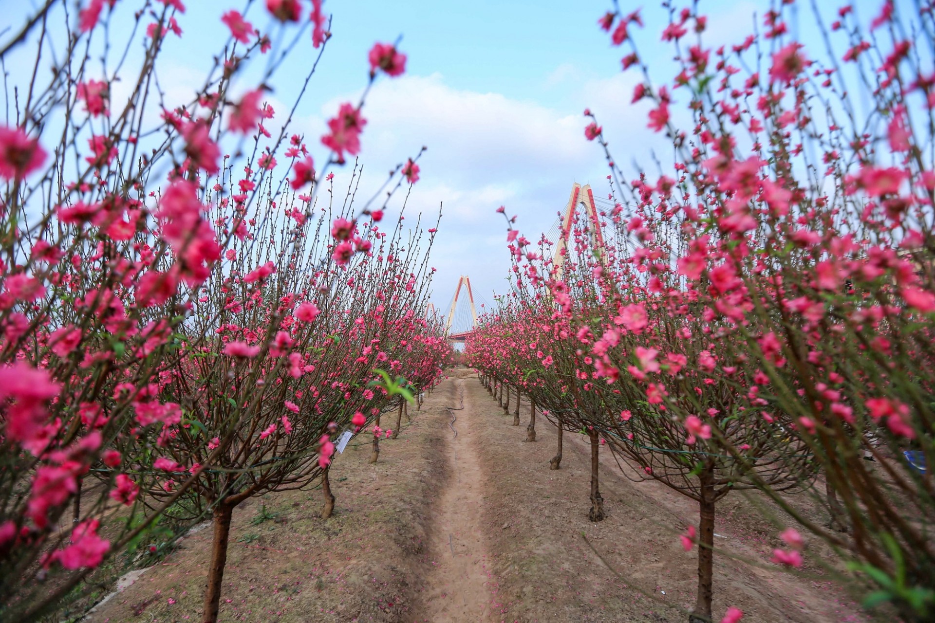 Khai mạc Lễ hội “Đào Nhật Tân – Sắc xuân Hồng Hà” năm 2026