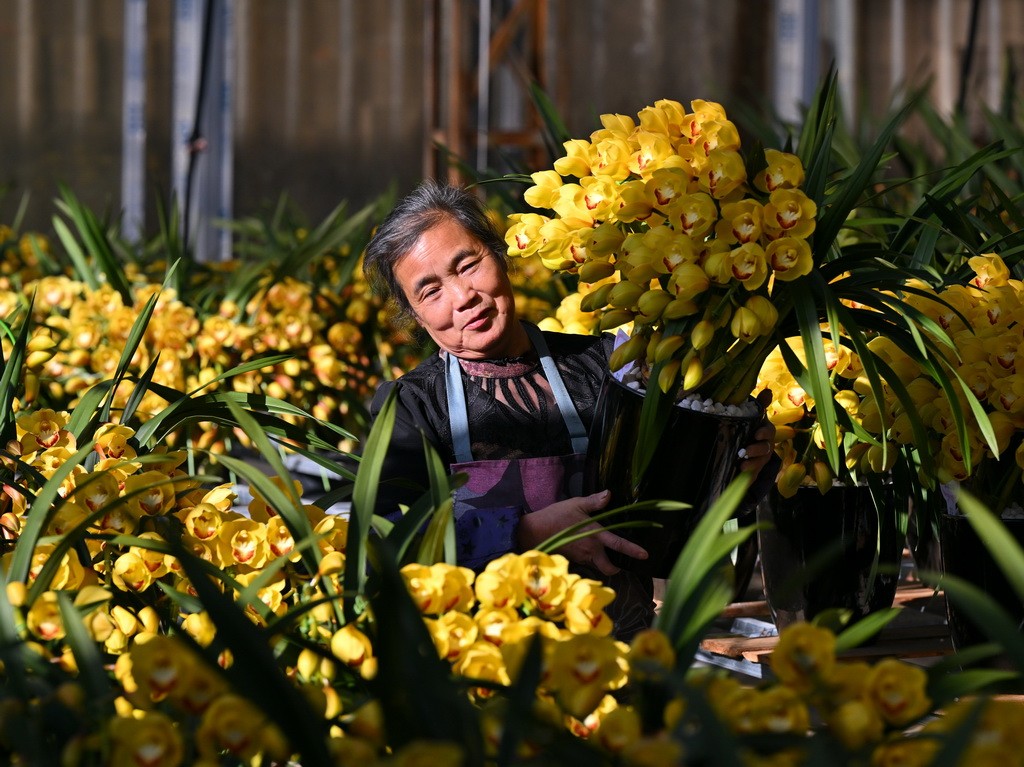 Ngành hoa ở Phúc Kiến sôi động trước Lễ hội mùa xuân