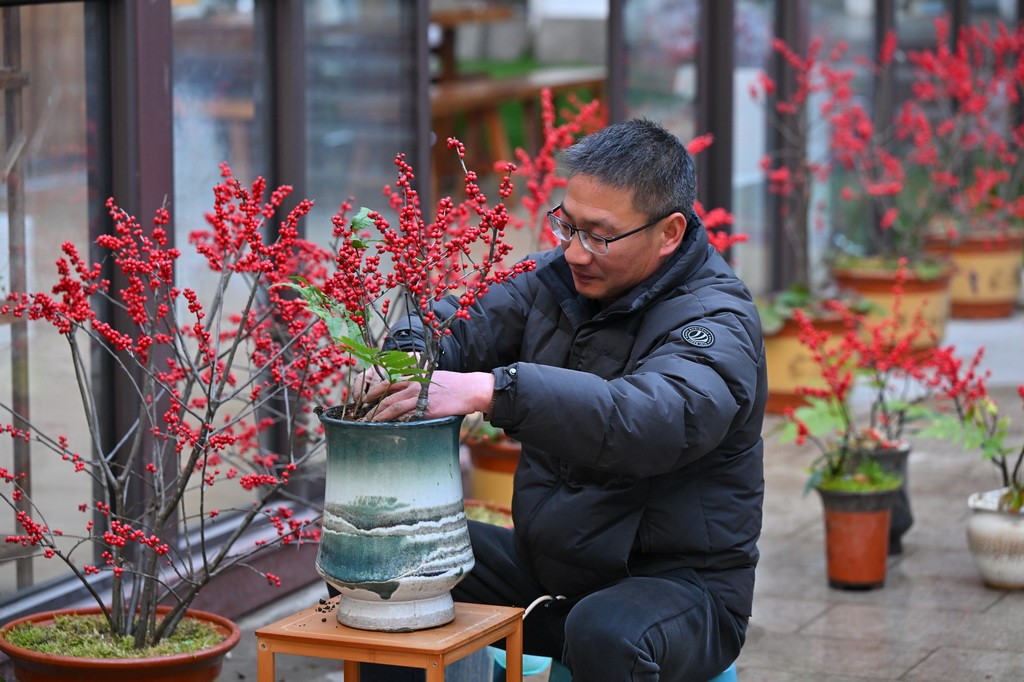 Ngành hoa ở Phúc Kiến sôi động trước Lễ hội mùa xuân