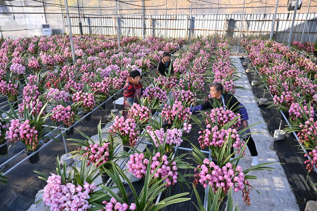 Ngành hoa ở Phúc Kiến sôi động trước Lễ hội mùa xuân