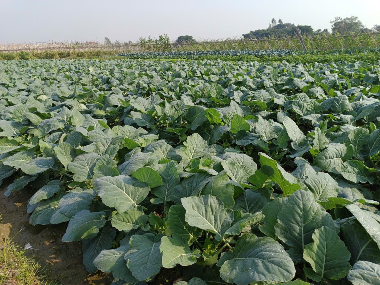 Xây dựng vùng liên kết sản xuất và tiêu thụ rau an toàn tại Sóc Sơn